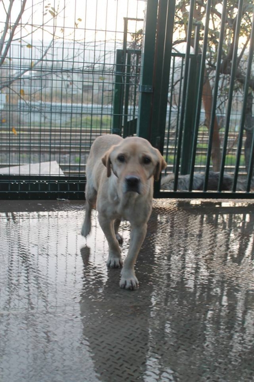 ლაბრადორი უსახელო