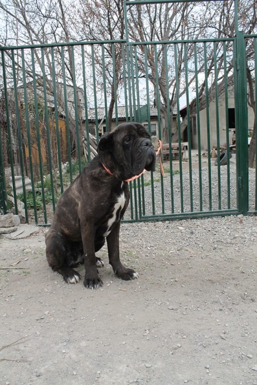 კანე კორსო უსახელო