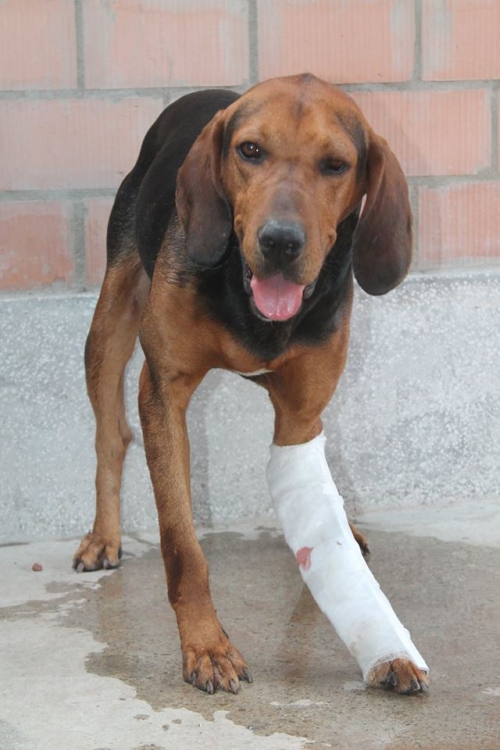 გონჩი უსახელო