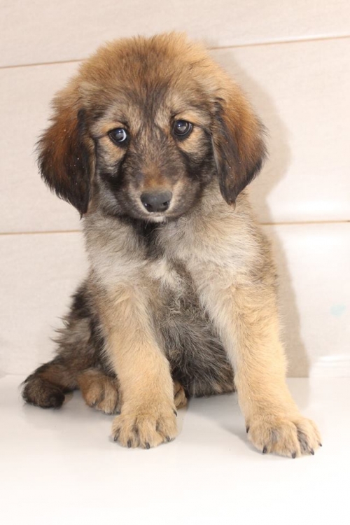 მეტისი უსახელო