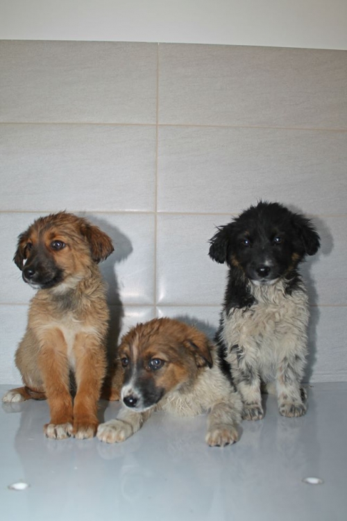 მეტისის ლეკვები უსახელო