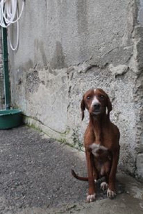 პოინტერის მეტისი ჯესი