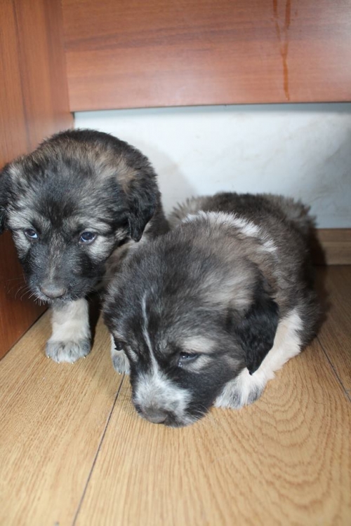 ქართული ქოფაკი უსახელო