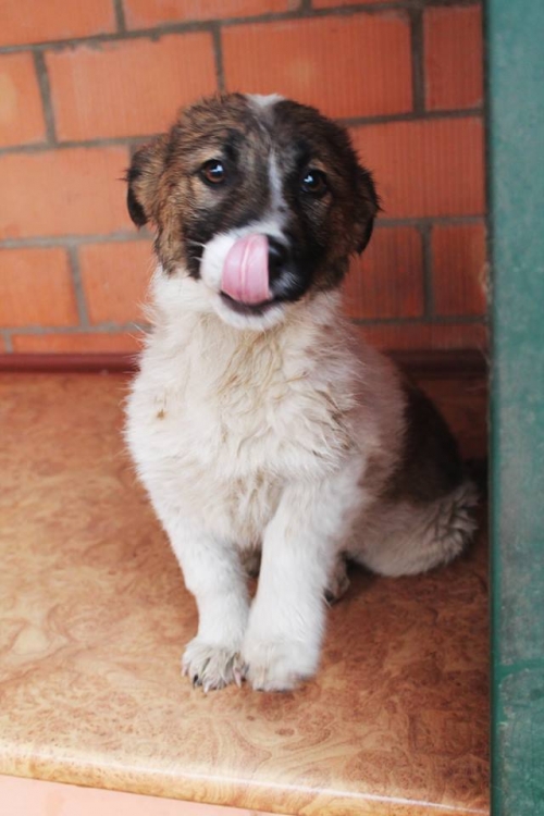 მეტისი უსახელო