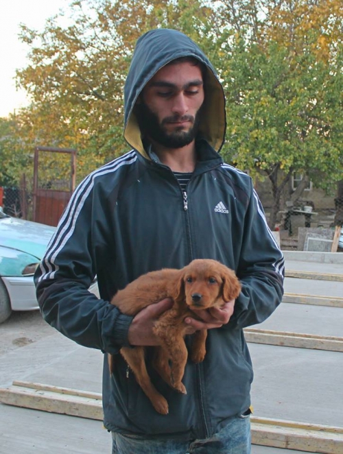 კოკერსპანელის მეტისი უსახელო