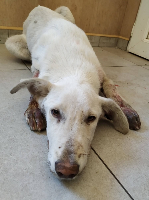 მეტისი ვარკეთილის ხიდები