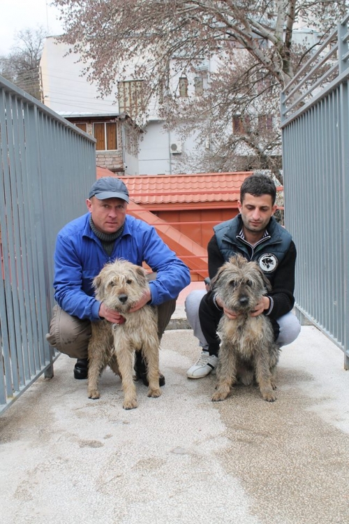 შნაუცერი ჯეკი და ჩარლი