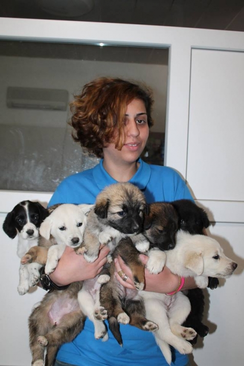 მეტისის ლეკვები უსახელო