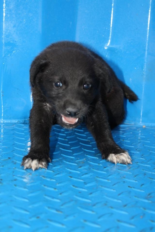 მეტისი უსახელო