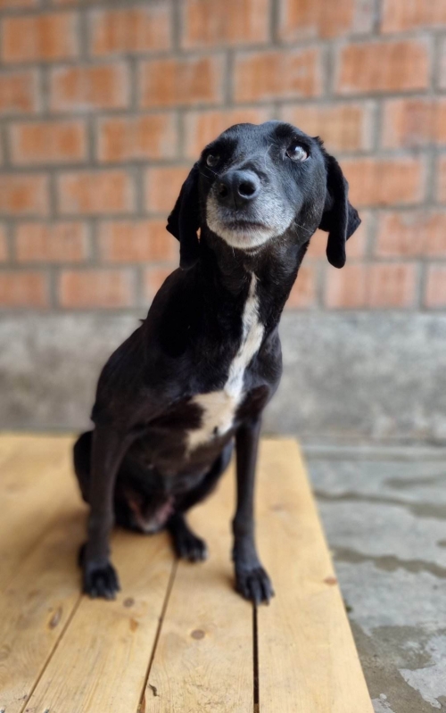 მეტისი მარნეული