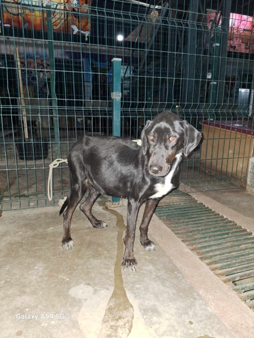 მეტისი პაკო