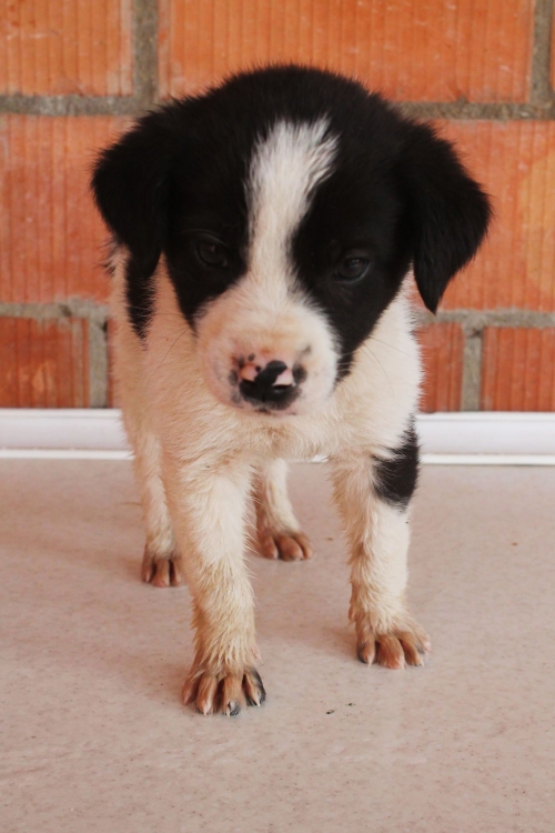 მეტისი უსახელო