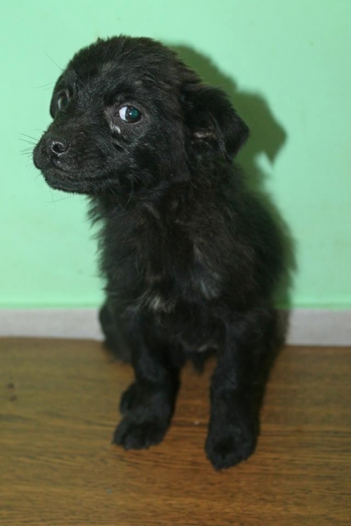 მეტისი უსახელო