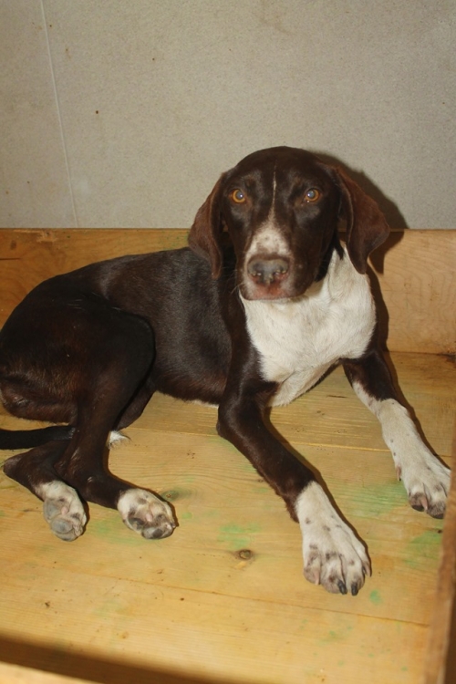 მეტისი უსახელო