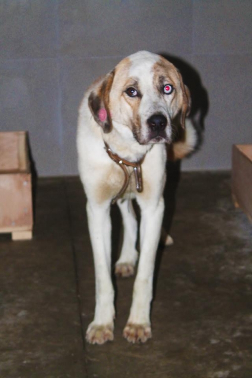 ქართული ქოფაკი უსახელო