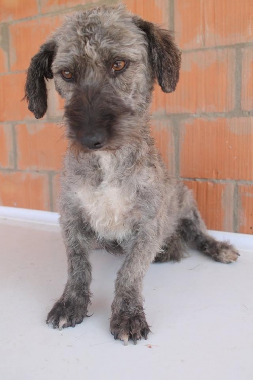 ბალონკა უსახელო