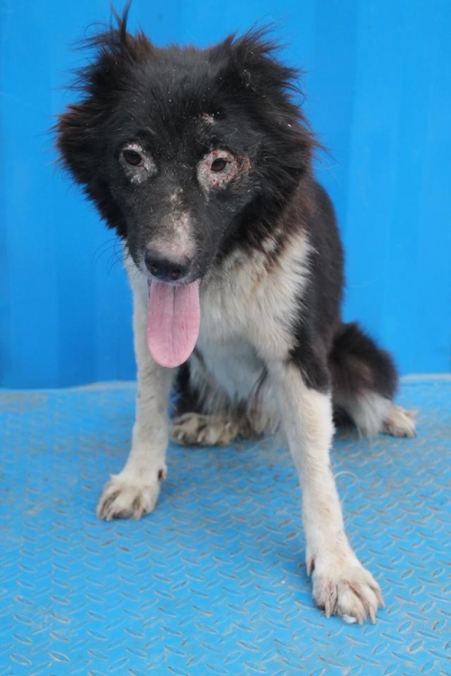 მეტისი ჩორნა