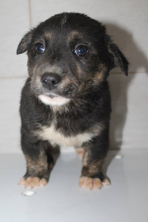 მეტისი უსახელო