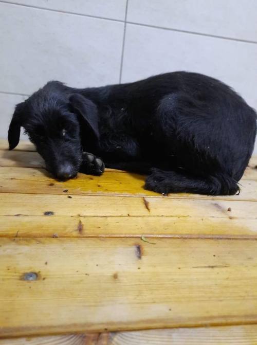 მეტისი უსახელო