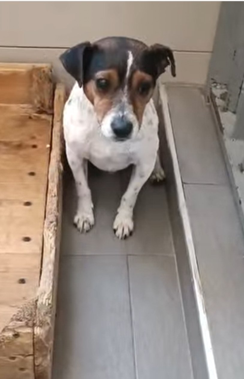 ჯეკ რასელ ტერიერი.  კოჯორი