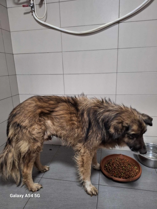 მეტისი ლომა. გლდანი 3 ა მკ კორ. 17