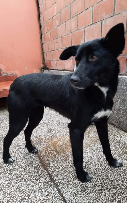 მეტისი წყნეთი