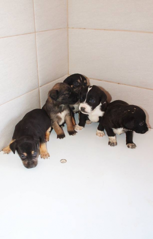 მეტისის ლეკვები უსახელო