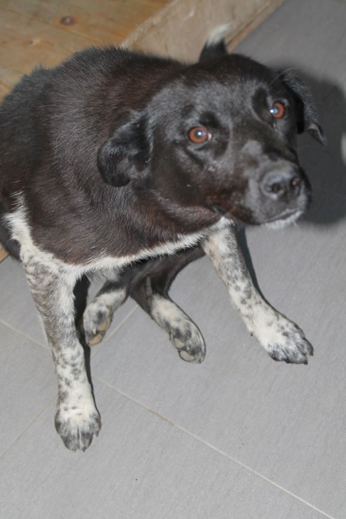 მეტისი უსახელო