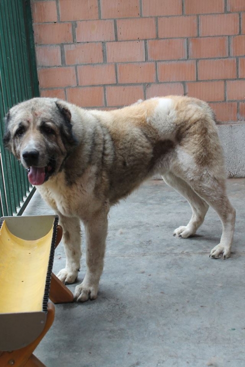 ქართული ნაგაზი ტარზანა