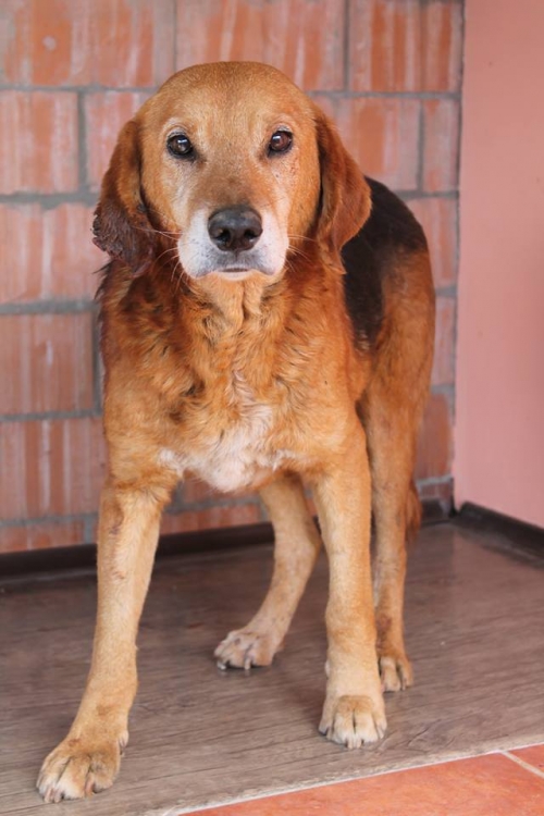 გონჩი უსახელო