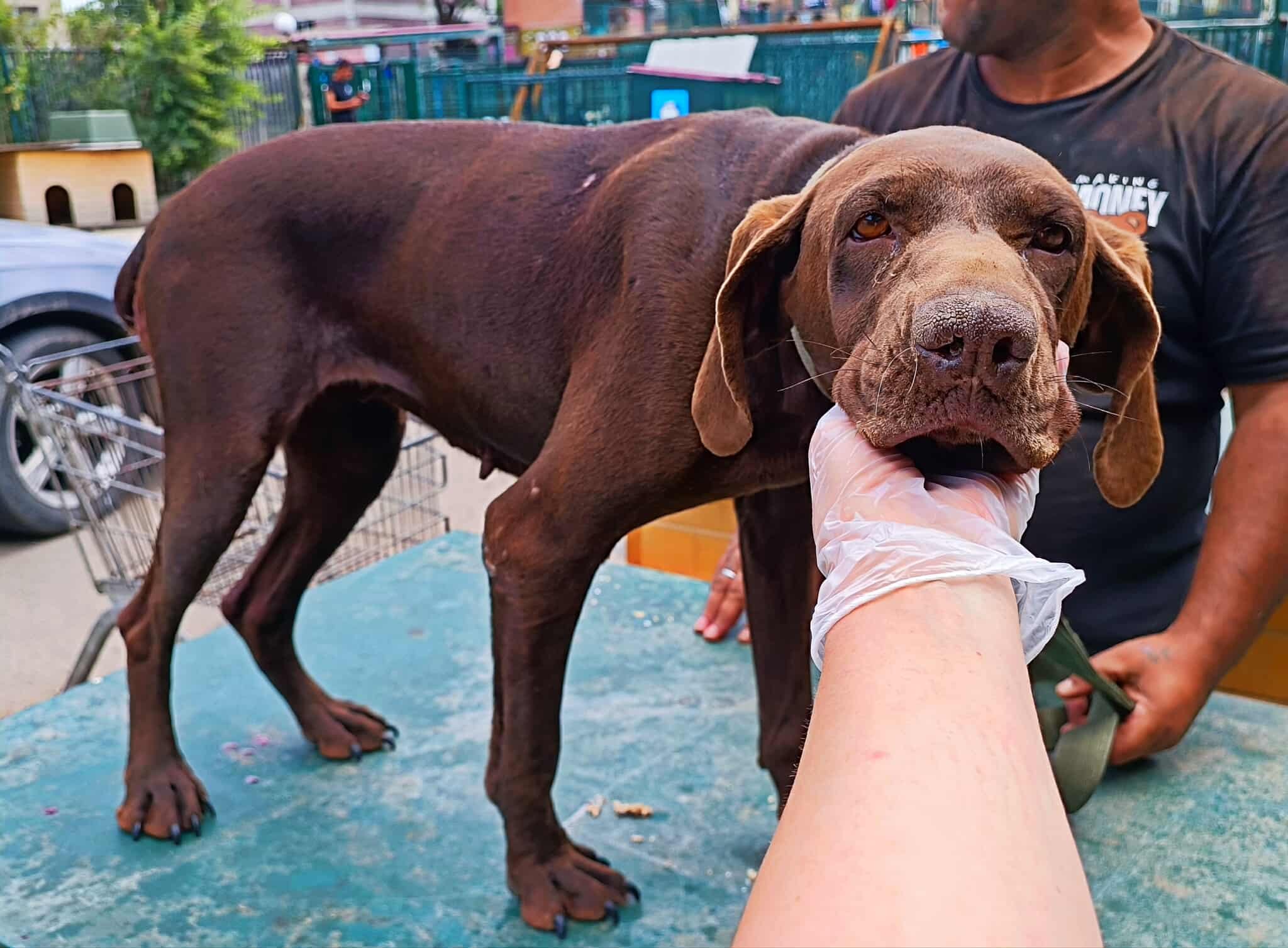 კურცჰაარი. გორის თავშესაფარი