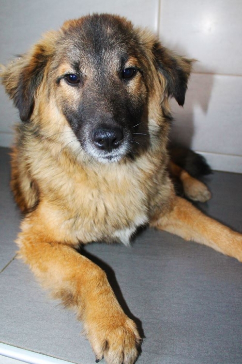 ქართული ქოფაკი ბობიკა