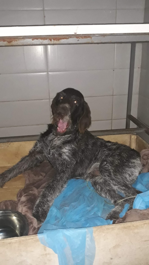 დრათხარი უსახელო