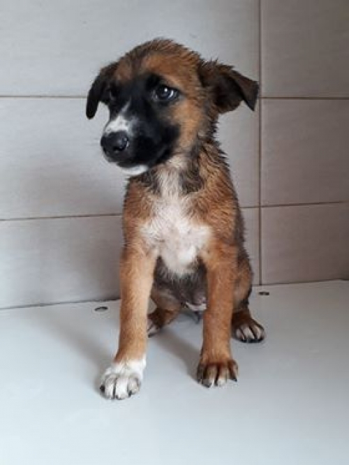 ქართული ქოფაკი უსახელო