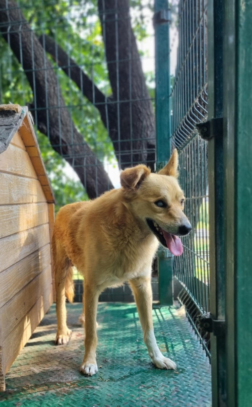 მეტისი ჭოპორტი