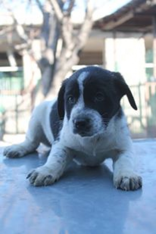 სეტერის მეტისი უსახელო