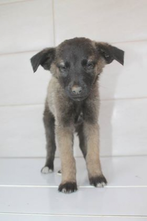 მეტისი უსახელო