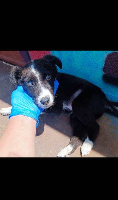 მეტისი უსახელო