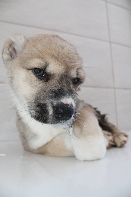 ქართული ქოფაკი უსახელო