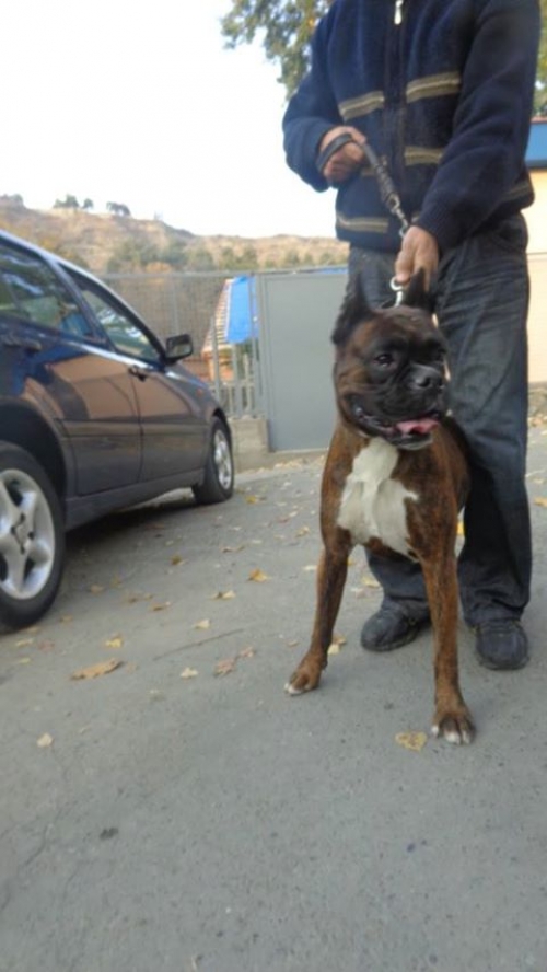 ბოქსიორი როკი