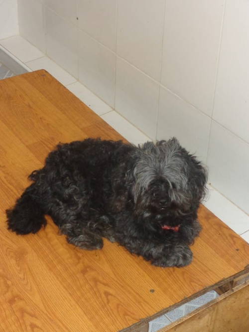 პუდელის მეტისი დენი