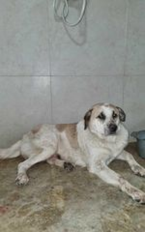 მეტისი მსუქო