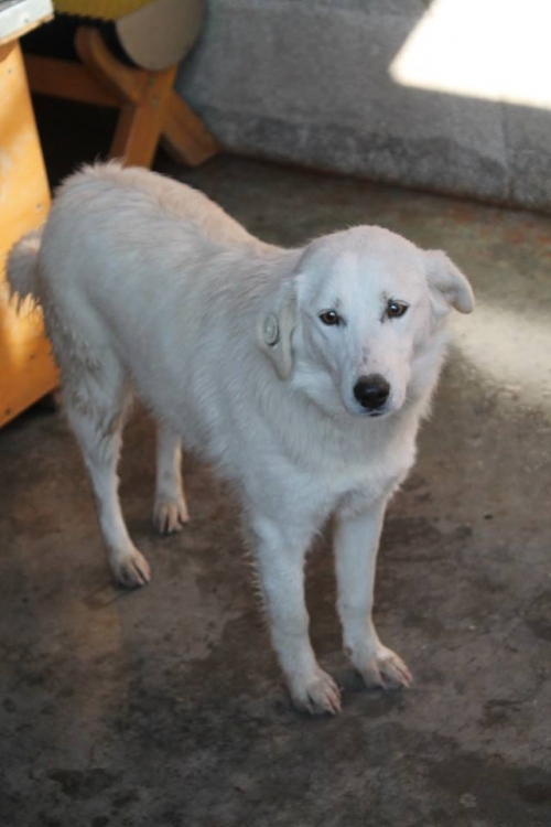 ქართული ქოფაკი უსახელო