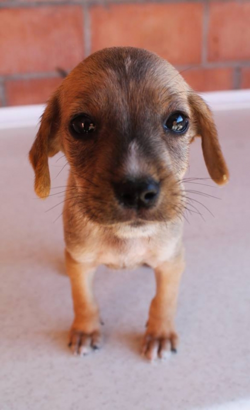 მეტისი უსახელო