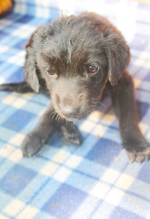 მეტისი უსახელო