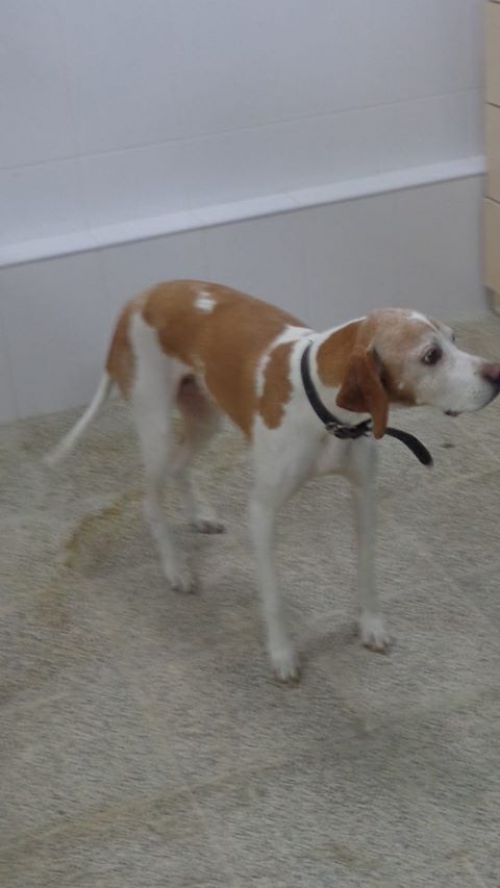 პოინტერი სანტა