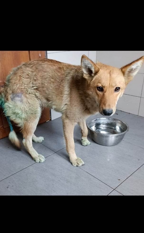 მეტისი ლისა