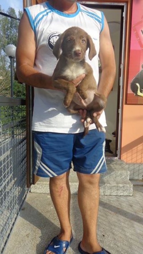 მეტისი უსახელო