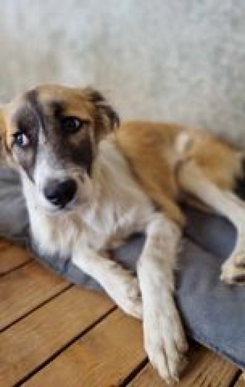 მეტისი გორი ავტობანი