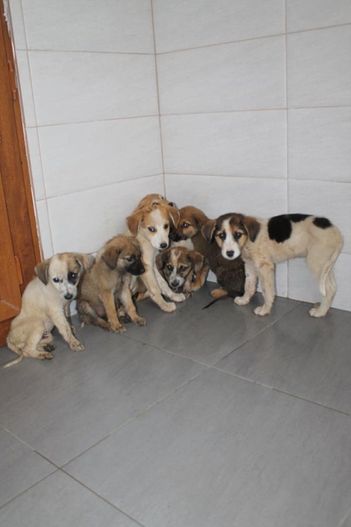 მეტისის ლეკვები უსახელო